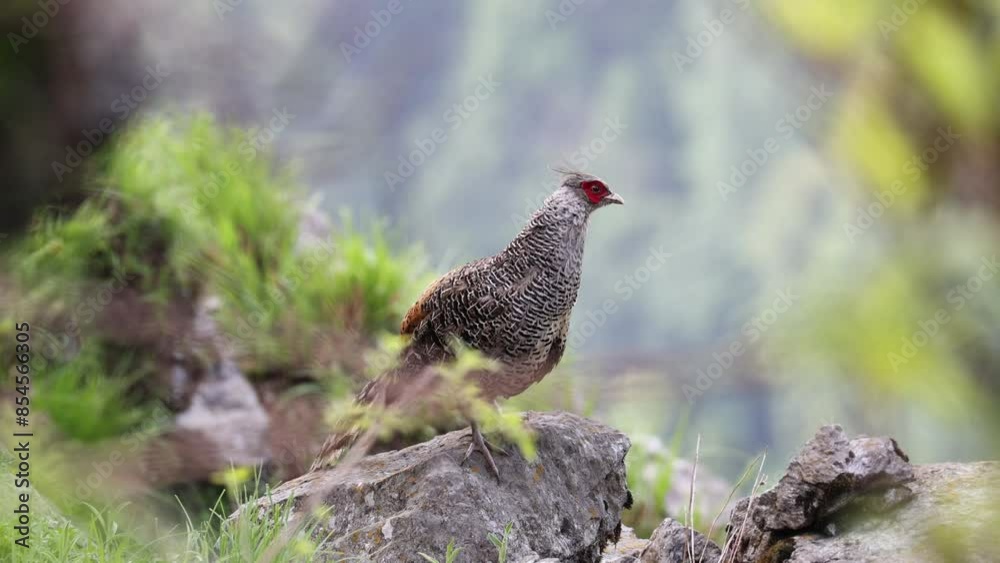 Cheer pheasant Cheer pheasant