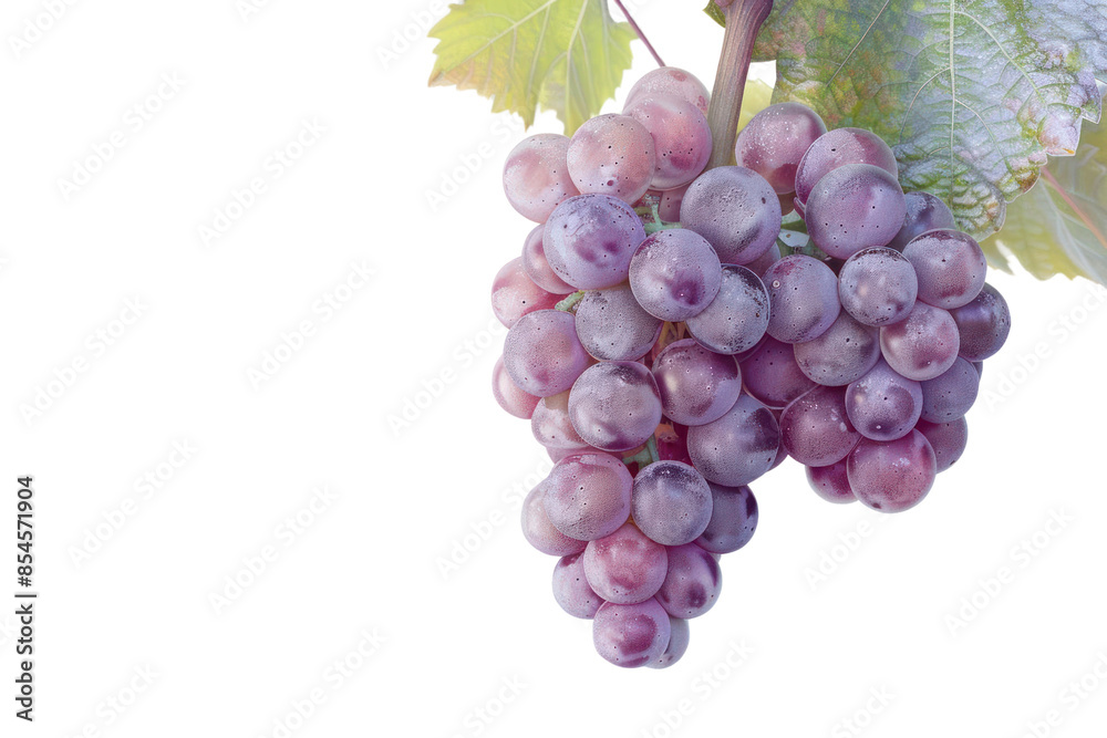 Fototapeta premium A cluster of ripe purple grapes hanging from a vine with green leaves. Ideal for use in food, wine, and agricultural themes.