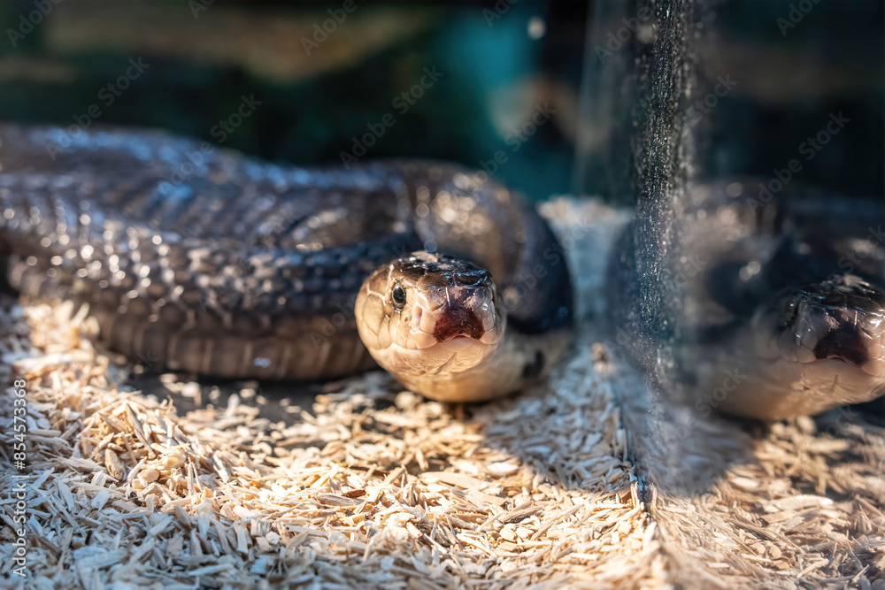 Fototapeta premium Snake in the acrylic cabinet waiting to be sold. It's a popular pet in Thailand.