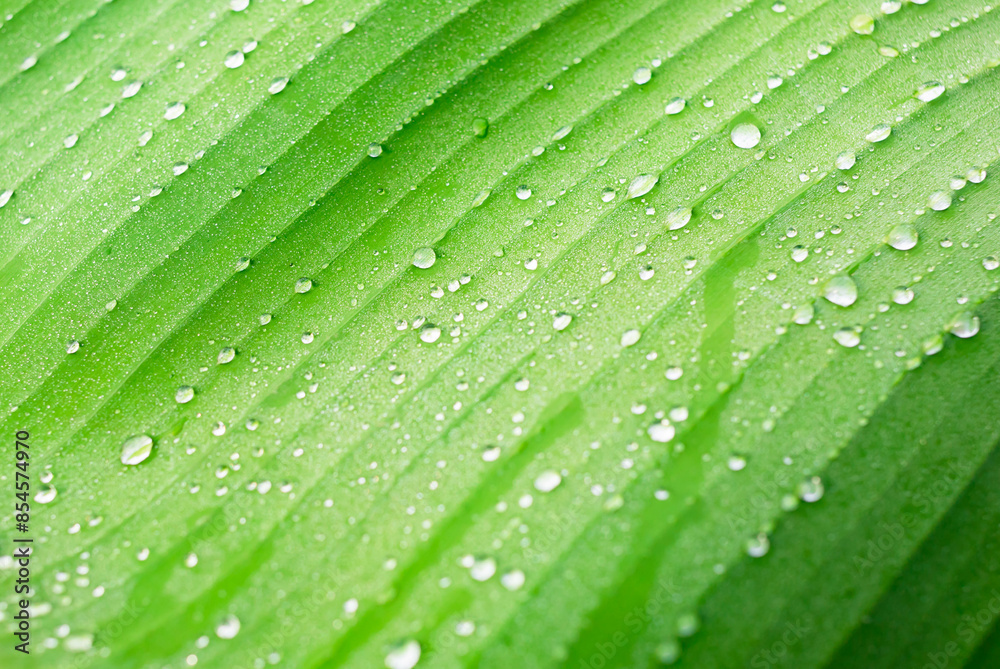 Rain drops on the leaves Rain drops on the leaves