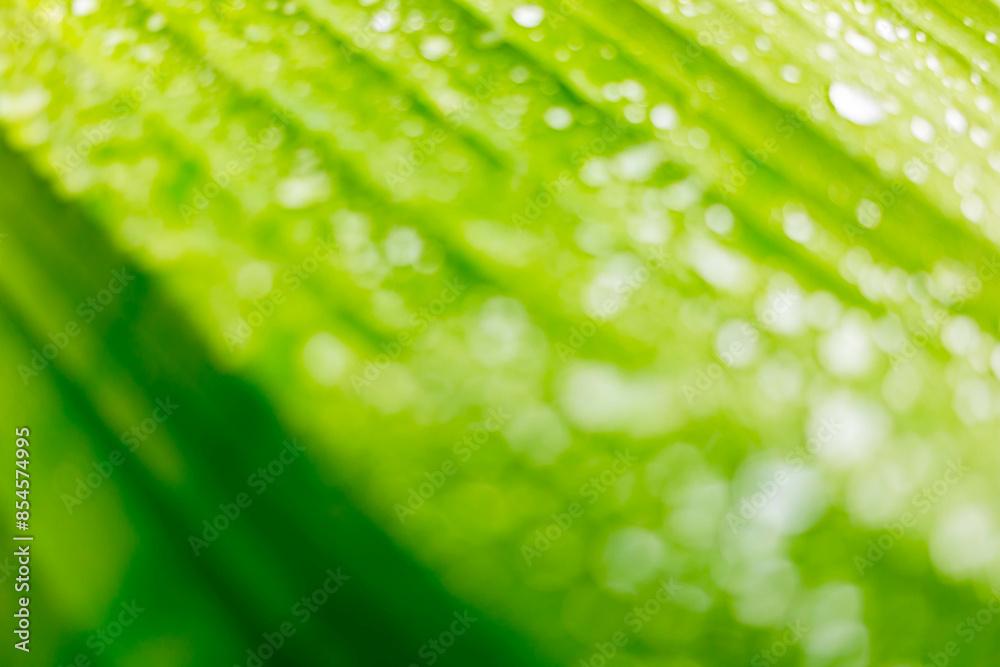 Fototapeta premium Rain drops on the leaves