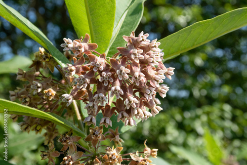 Asclepias syriaca Common Milkweed
