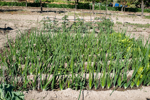 Horta com plantação de cebolas em fase de crescimento photo