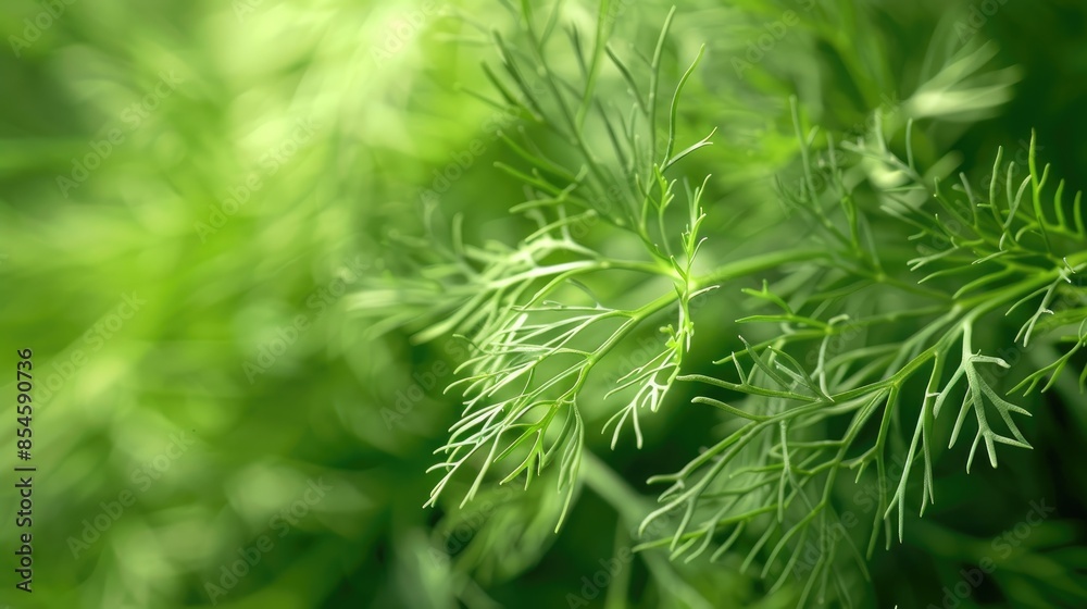 Seasoning Dill Vibrant Green Hue with Blurred Areas Seasoning Dill Vibrant Green Hue with Blurred Areas