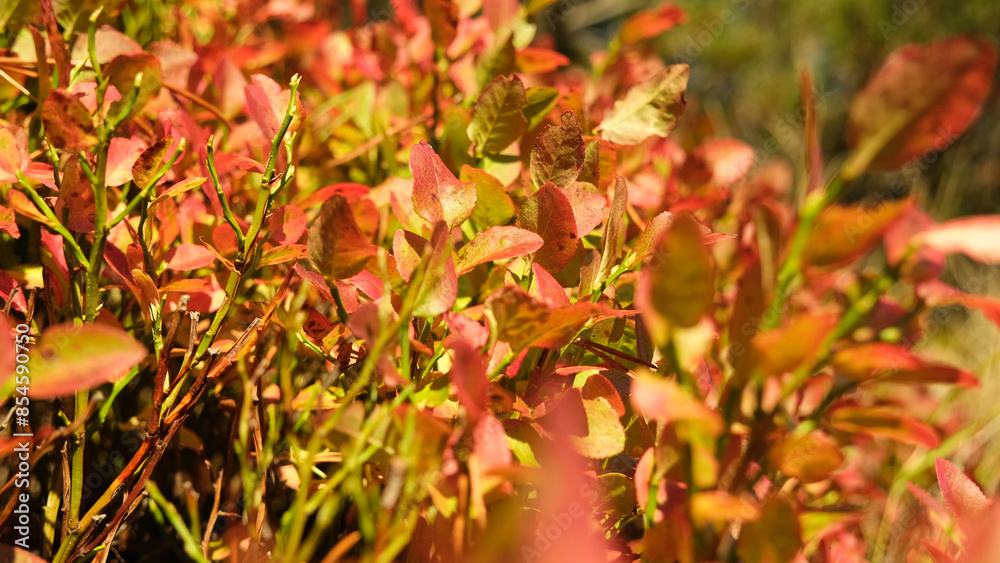 autumn leaves background autumn leaves background
