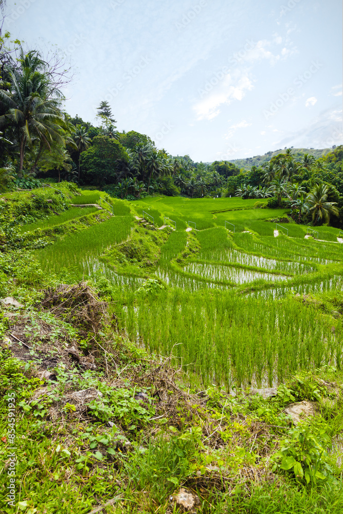 Rizière permettant la culture du riz en terrasse aux Philippines. Stock ...