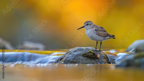 Small Sandpiper Calidris minutilla photo