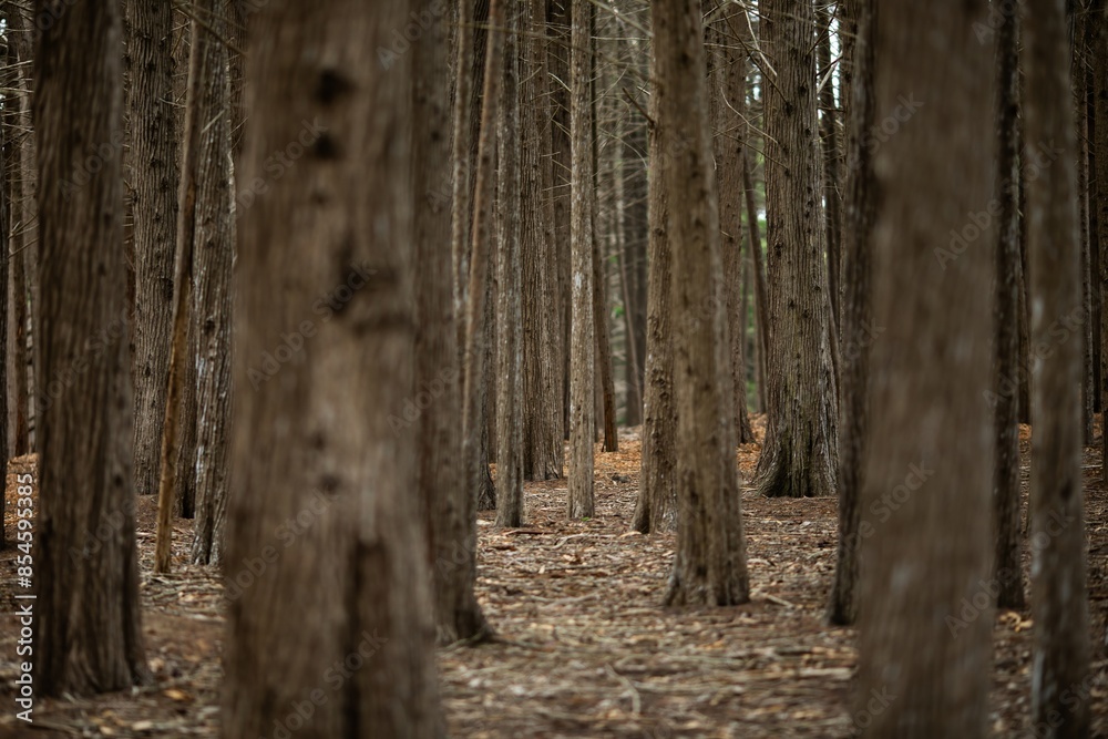 Old pine forest woods in Halfmoon Bay, California, United States of America. Old pine forest woods in Halfmoon Bay, California, United States of America.