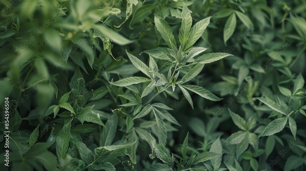 Plant s branches covered with weed Plant s branches covered with weed