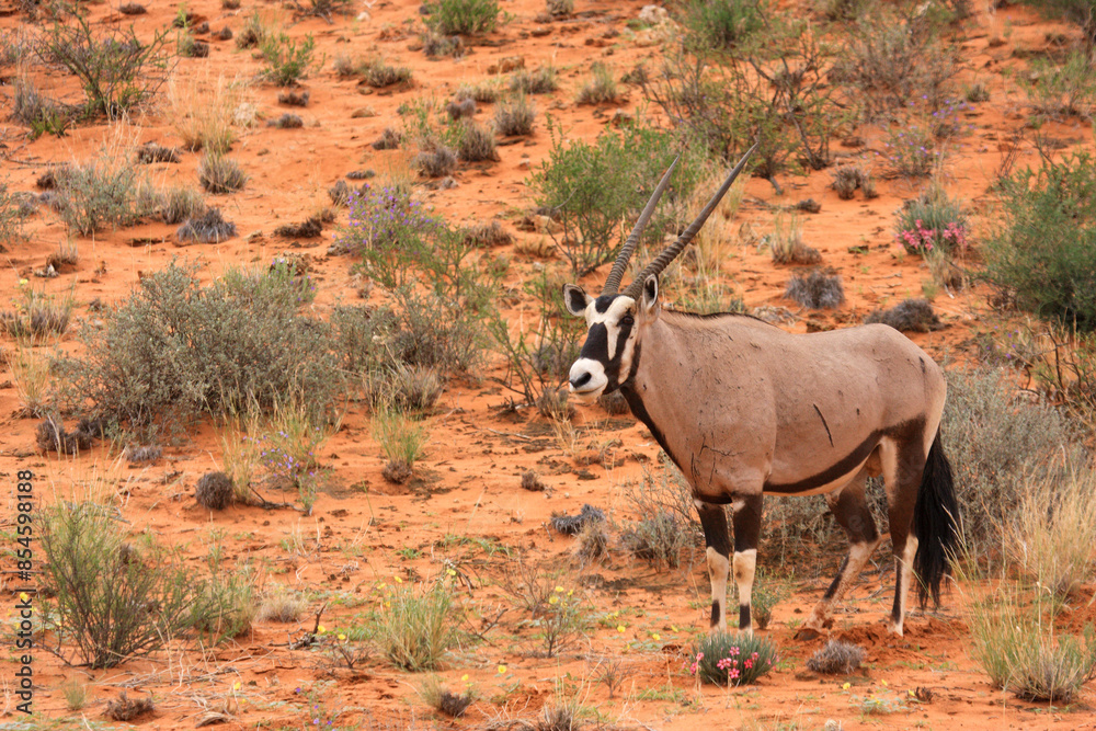 Fototapeta premium Kgalagadi Transfrontier Park one of the great parks of South Africa wildlife and hospitality in the Kalahari desert