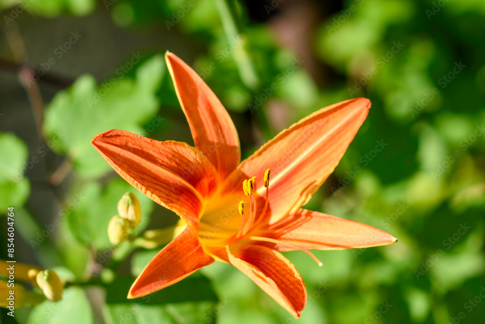 Obraz premium orange lily flower