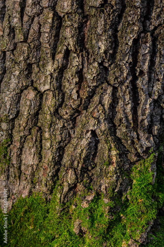 old wood tree bark texture with green moss old wood tree bark texture with green moss