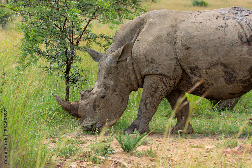 Obraz premium white rino Kgalagadi Transfrontier Park one of the great parks of South Africa wildlife and hospitality in the Kalahari desert