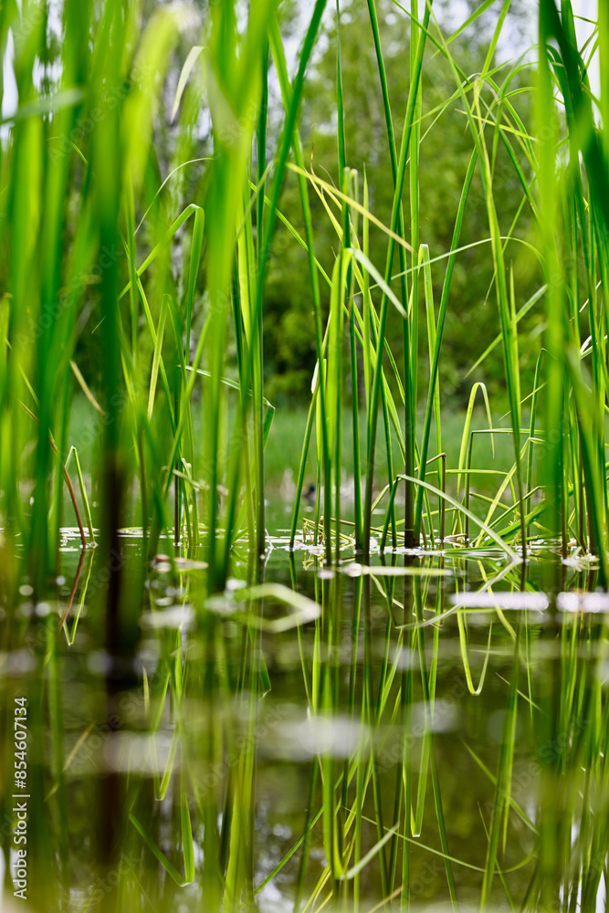 Obraz premium grass in water
