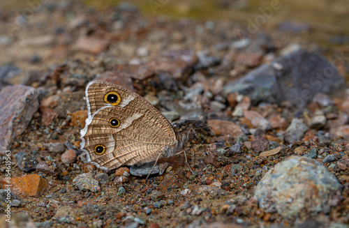 large butterfly taking minerals from the ground, White-edged Rock Brown, Hipparchia parisatis photo