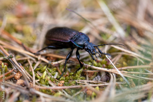 Bronze carabid, Carabus nemoralis