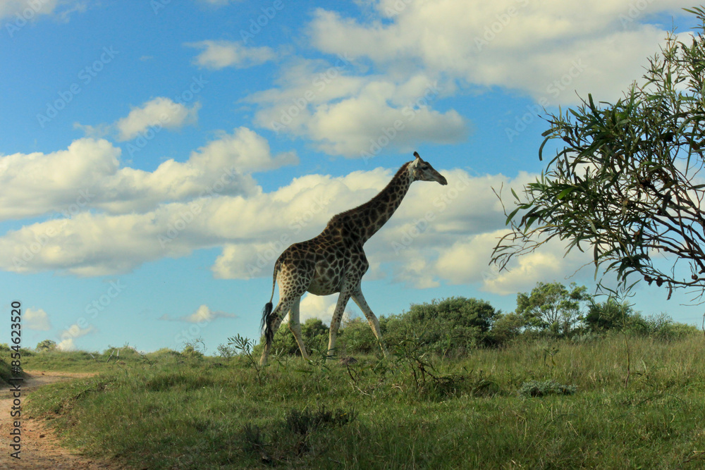 Obraz premium giraffe in the wild