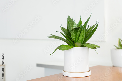 plant in a vase