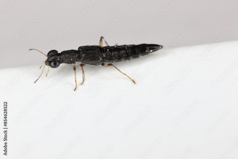 Water Skater Beetle (Stenus sp.). A tiny predatory beetle of the rove beetles family (Staphylinidae). Water Skater Beetle (Stenus sp.). A tiny predatory beetle of the rove beetles family (Staphylinidae).