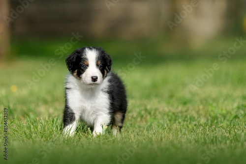 Фотография Adorable border collie puppy frolics in lush green grass, embodying the spirit of canine companionship