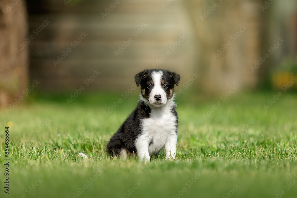 Adorable border collie puppy frolics in lush green grass, embodying the spirit of canine companionship. Adorable border collie puppy frolics in lush green grass, embodying the spirit of canine companionship.