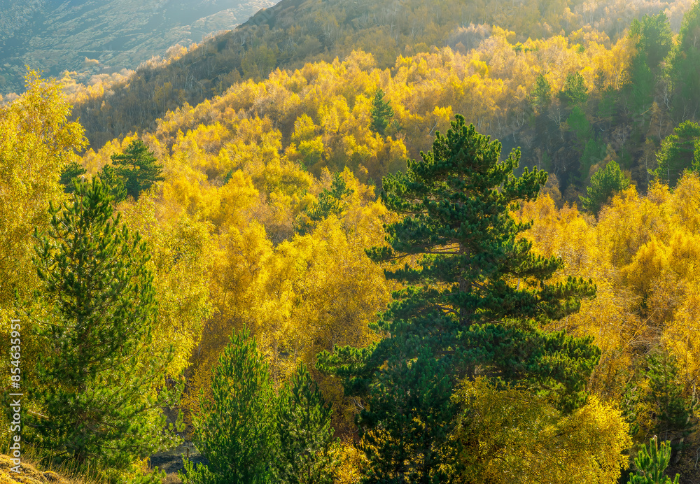 autumn yellow and green forest landscape pattern autumn yellow and green forest landscape pattern