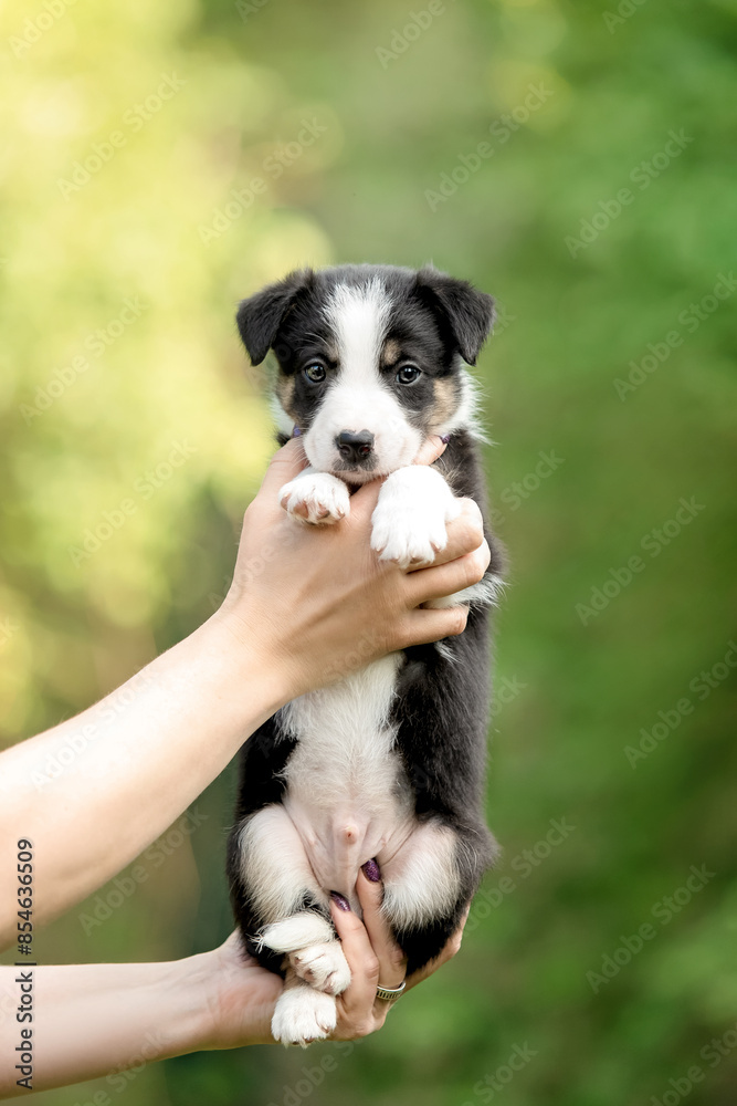 Cute border collie puppy at owners hands. Dog litter. Dog kennel. Puppy in hand Cute border collie puppy at owners hands. Dog litter. Dog kennel. Puppy in hand