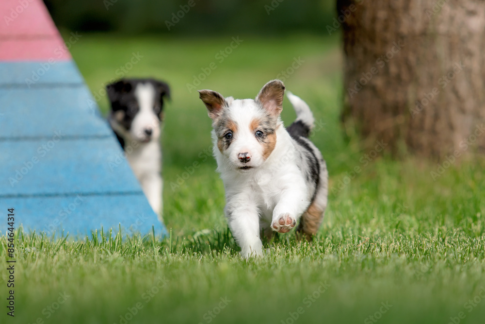 Border collie puppy playing near agility obstacle on the green grass at the backyard. Sport dog. Cute puppy Border collie puppy playing near agility obstacle on the green grass at the backyard. Sport dog. Cute puppy
