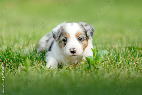 Fotografie Adorable border collie puppy frolics in lush green grass, embodying the spirit of canine companionship