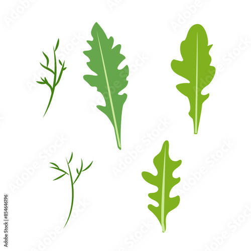 Fresh arugula leaf. Arugula, garden rocket. Greens, leafy vegetable. Healthy veggie food. Arugula herbs, seasoning. Flat vector illustration of arugula  isolated on white background