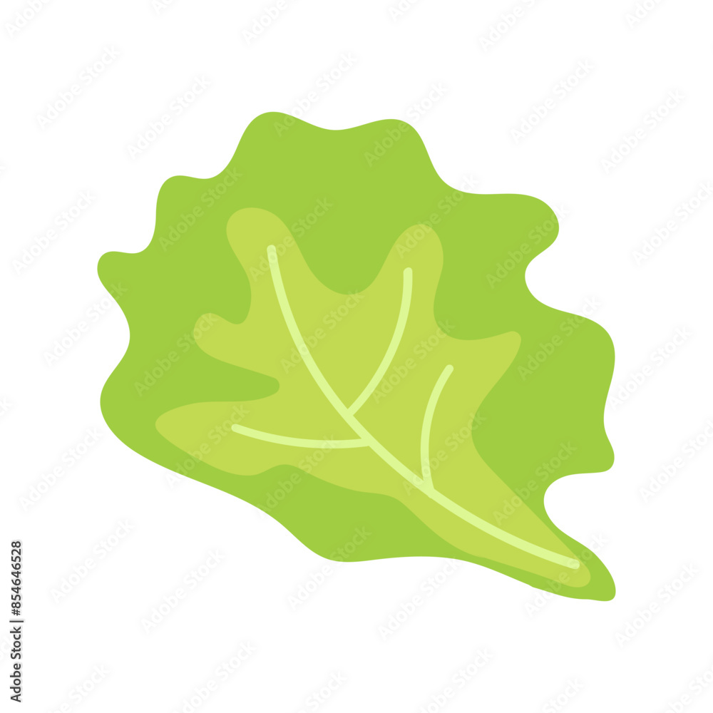 Lettuce leaf. Food. Clipart. Isolated green Lettuce leaf on a white background. Vector illustration. For food design , sticker , banner , logo.