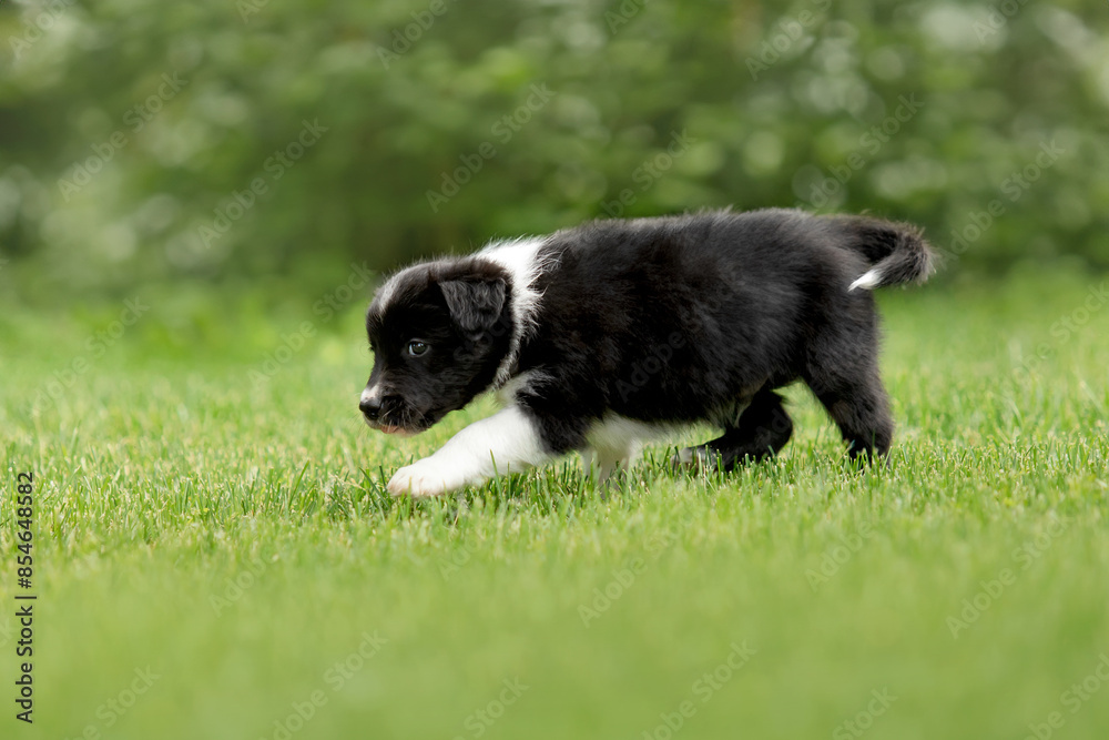 Adorable border collie puppy frolics in lush green grass, embodying the spirit of canine companionship.