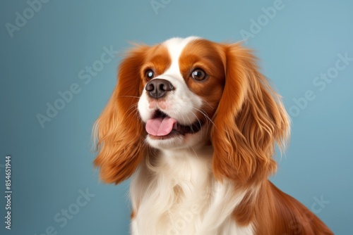 Portrait of a cute cavalier king charles spaniel dog on pastel blue background
