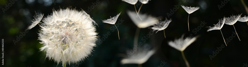 Fototapeta premium Pusteblume 10
