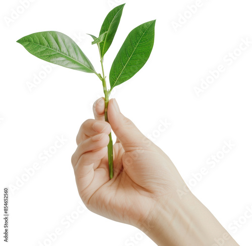 A hand holds a small green plant sprout, symbolizing growth, new beginnings, and nature. isolated on a white background. photo