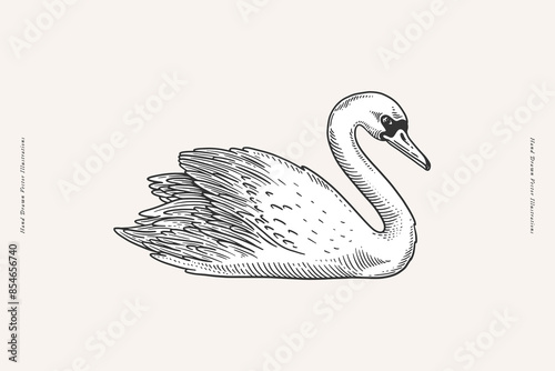 Graceful white swan in engraving style. Wild waterfowl on a light background. Beautiful bird - symbols of strong love and romance.