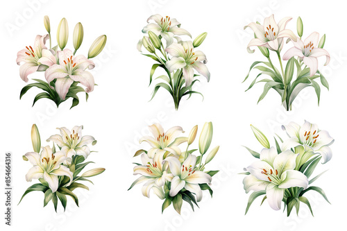 Lily Collection Bundle Set Isolated on a Transparent Background