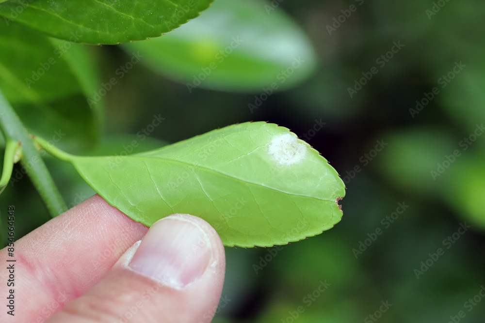 Powdery mildew, a common disease on Euonymus, caused by the fungus, Oidium euonymi-japonici Powdery mildew, a common disease on Euonymus, caused by the fungus, Oidium euonymi-japonici