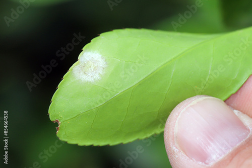 Powdery mildew, a common disease on Euonymus, caused by the fungus, Oidium euonymi-japonici photo