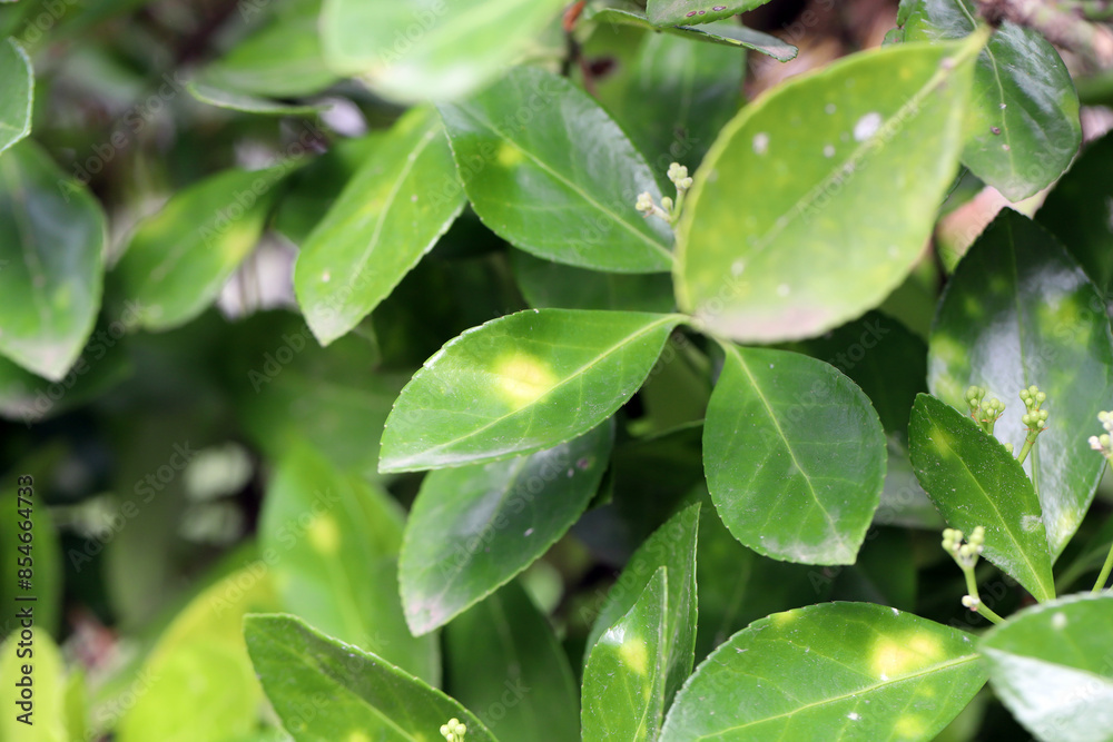 Powdery mildew, a common disease on Euonymus, caused by the fungus, Oidium euonymi-japonici Powdery mildew, a common disease on Euonymus, caused by the fungus, Oidium euonymi-japonici
