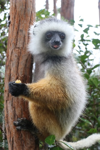 Wild lemur on Lemur Island in Vakona forest. photo