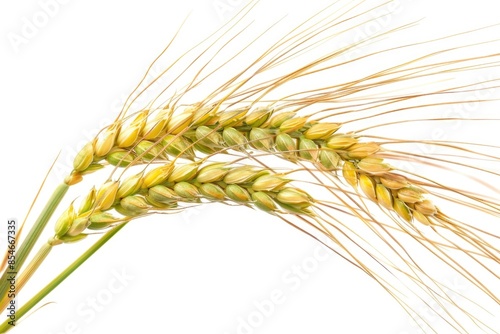 Close-up shot of one wheat stalk sitting on a plain white background, ideal for use in designs and layouts