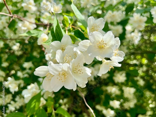 Tender blooming jasmine bush, white natural jasmine blossom