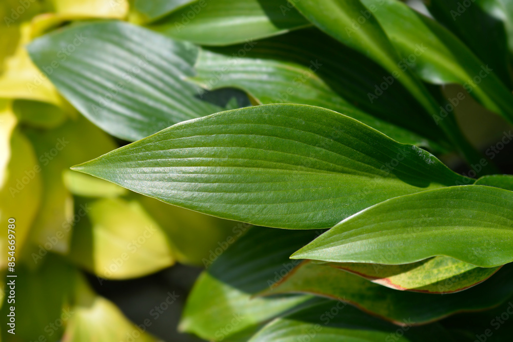 Hosta Devon Green leaves