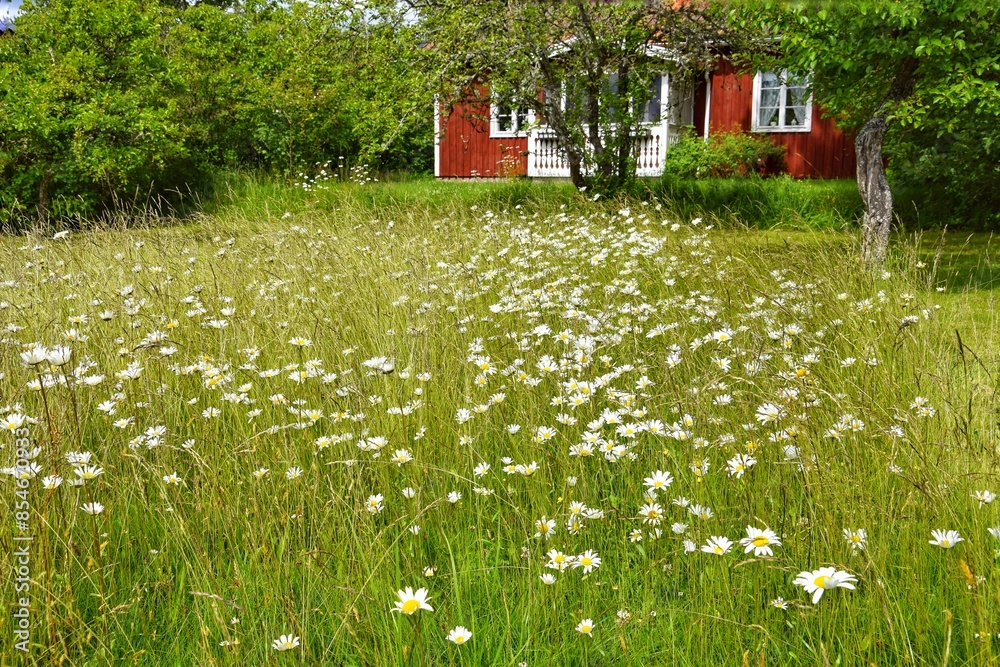 Daisies bloom near an old red house in the garden Daisies bloom near an old red house in the garden