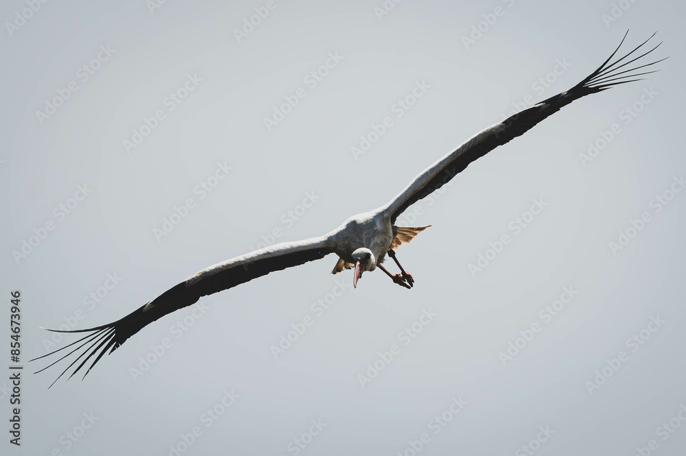 Fototapeta premium Weißstorch auf Mülldeponie