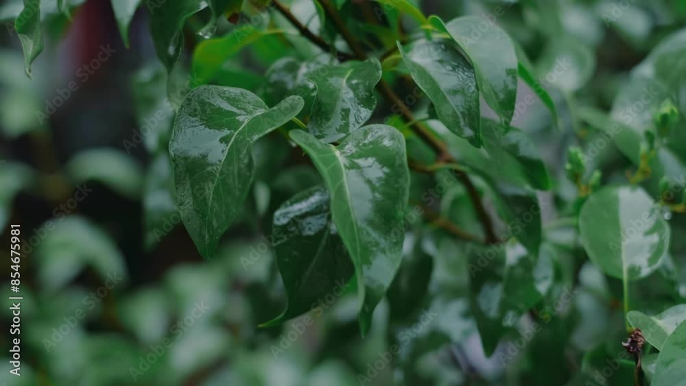 Summer rain in the park, showcasing stylish and functional accessories for rainy weather, highlighting their reliability and comfort. Summer rain in the park, showcasing stylish and functional accessories for rainy weather, highlighting their reliability and comfort.