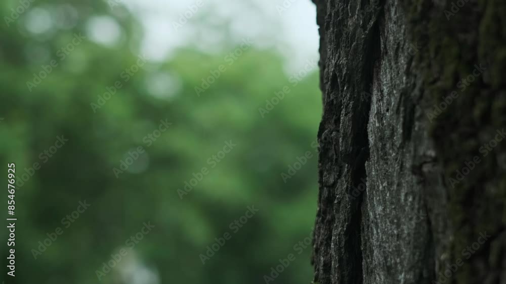 Close-up of tree bark, green bokeh background, heavy rain in park, summer downpour, climate change, rain's impact on ecosystems and agriculture, importance of rain for nature Close-up of tree bark, green bokeh background, heavy rain in park, summer downpour, climate change, rain's impact on ecosystems and agriculture, importance of rain for nature