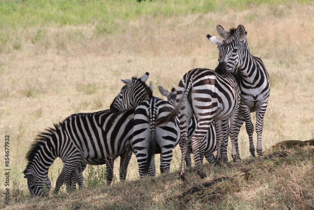 Wild zebras in national park in Kenya. Wild zebras in national park in Kenya.