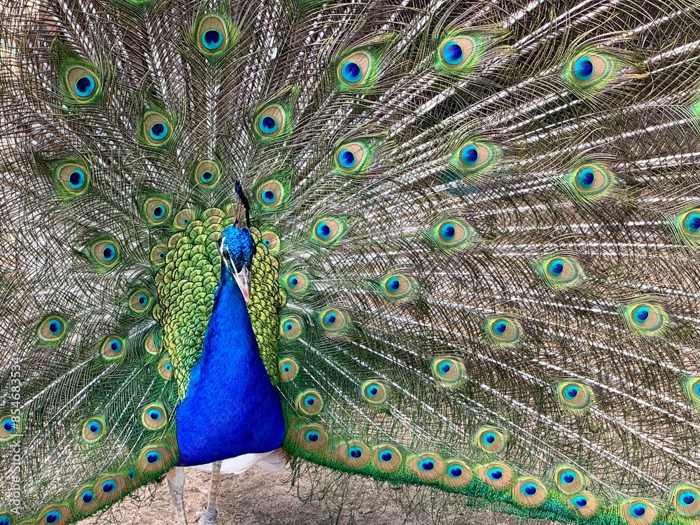 Obraz premium Pfau mit aufgestelltem Rad